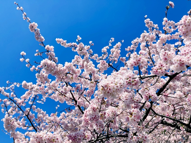 多摩川堤防沿いの桜を見に行って、ステーキガストで食事をしてきました！