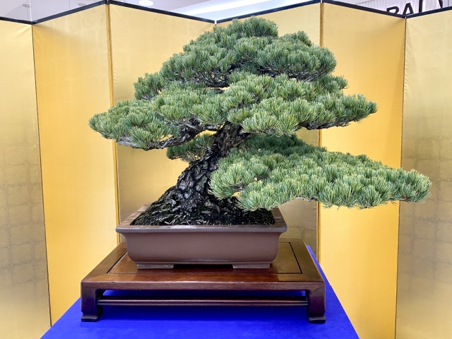 東京都美術館で開催されている「第100回国風盆栽展」へ行ってきました！